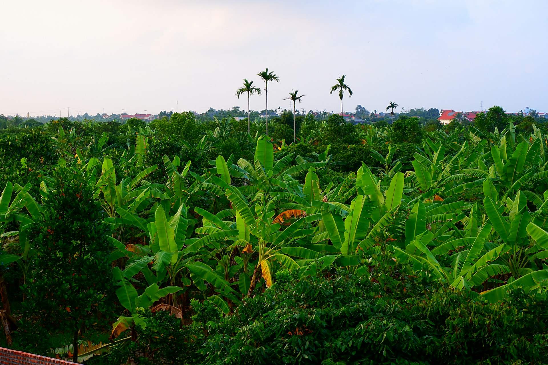 Spice farm plants and spices, Zanzibar